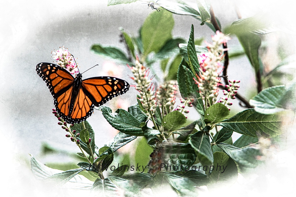 #Butterfly-Resting Male #Monarch. A lovely male monarch butterfly resting on a weigela plant in my backyard garden. This past summer I helped the monarch population grow by collecting the monarch caterpillars from my plants and letting them mature and transform
