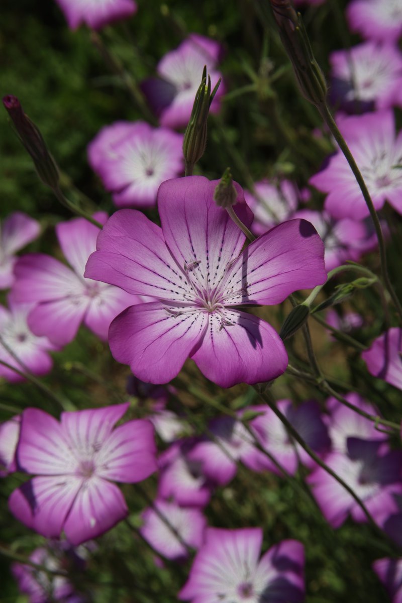 gontanokoneroku's tweet photo. Corncockle 😙

#Photography #Flowers #Agrostemma https://t.co/odrsqQvveA