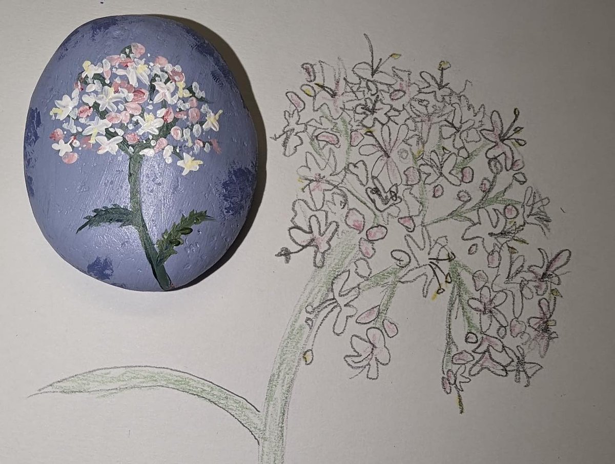 Embracing the tranquility of nature at #Leeds PINC College 📷 talented student’s contribution to the @OrdsallHall Sleep Stones Project – Chicory and Valerian blooms, a harmonious blend for a peaceful night’s rest. #SleepStonesProject #NatureInspiredArt #ordsallhall #sleepproject