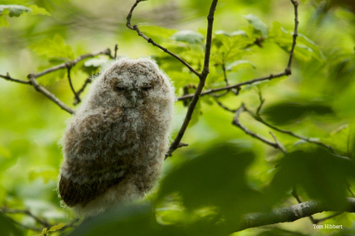 It has actually been proven that fluffy owl chicks can fix everything.