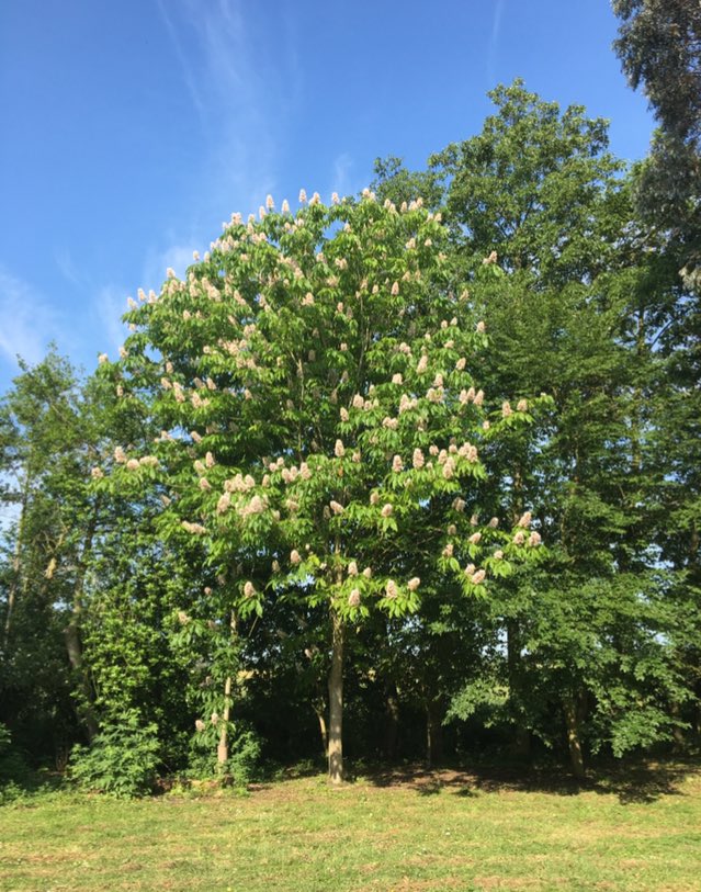 My lovely Himalayan Chestnut, Aesculus Indica, grown from a conker foraged by my daughter on a visit to Kew, has produced dozens of vigorous seedlings that are popping up all over the garden. If anyone would like one, for collection from NE Suffolk or Cambridge, please DM me!