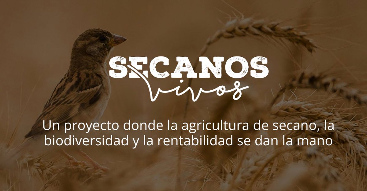 🎙️Nuestro técnico de campo Juanfran López cuenta en <a href="/SERcuenca/">SER Cuenca</a> cómo desde el proyecto #SecanosVivos estamos apoyando proyectos de emprendimiento sostenible de calidad en el medio rural (📻 min 23) 👇
cadenaser.com/audio/cadenase… <a href="/FBiodiversidad/">Fundación Biodiversidad</a>  #ProyectosPRTR  #PlanDeRecuperación