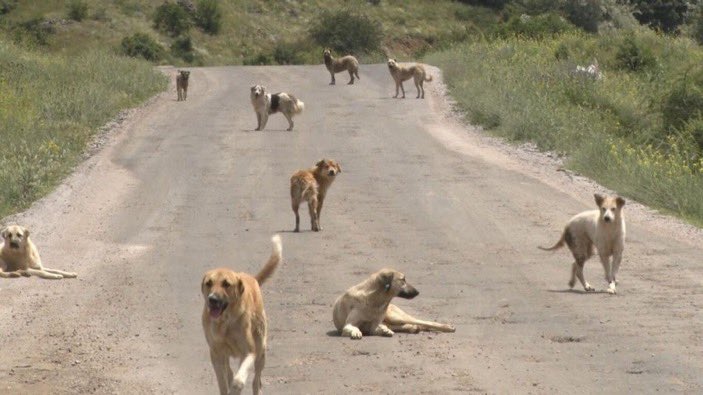 Türkmenistan hükümeti, avcılara günde en az 7 başıboş köpek öldürme emri verdi.