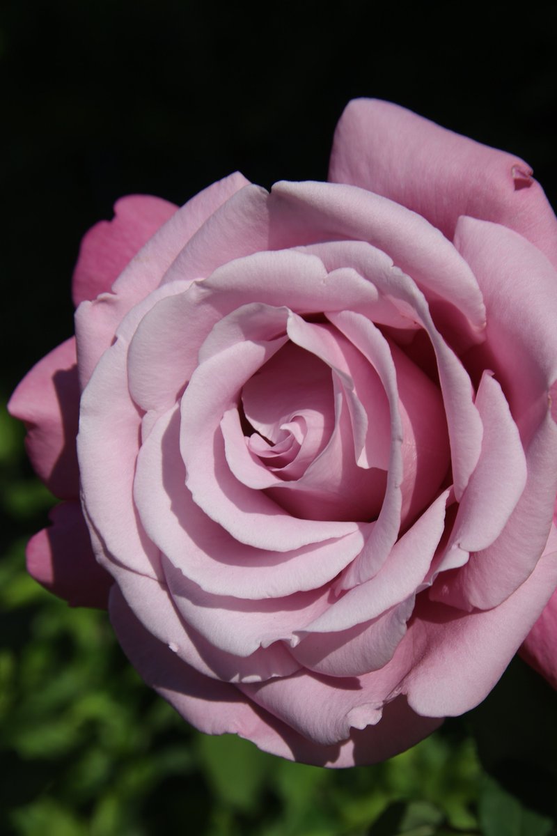 gontanokoneroku's tweet photo. Rose 😁

#Photography #Flowers https://t.co/iqltJaLNJH