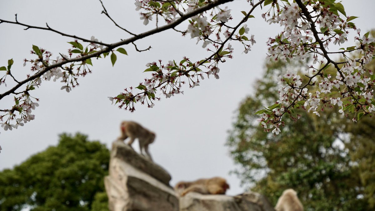 葉桜とお猿さん🌸🐒✨

2024.4.12📷
#ニホンザル
#サル山 
#上野動物園