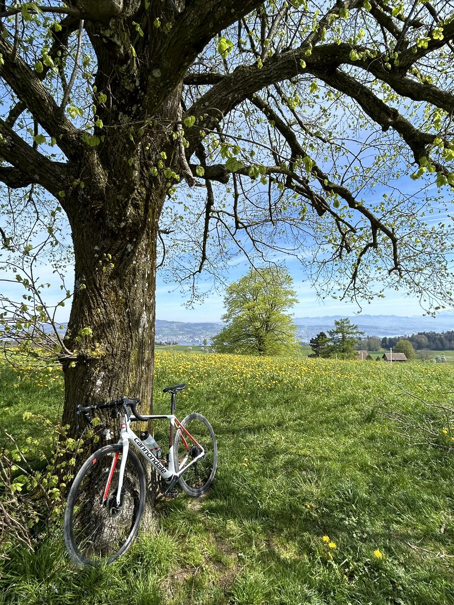 weekend cycling #treeride