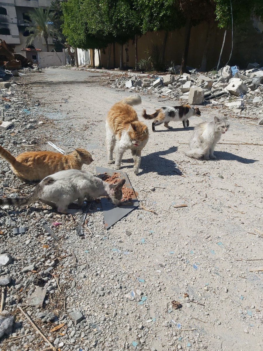 🖐'Every bowl filled in🇵🇸 #Gaza means hope for our furry friends. Despite challenges, we're committed to feeding and caring for these loyal companions. Join us in spreading love, one meal at a time. 🐾💕🐈@cate #FeedGazaDogs #HopeForPaws #AnimalWelfare'