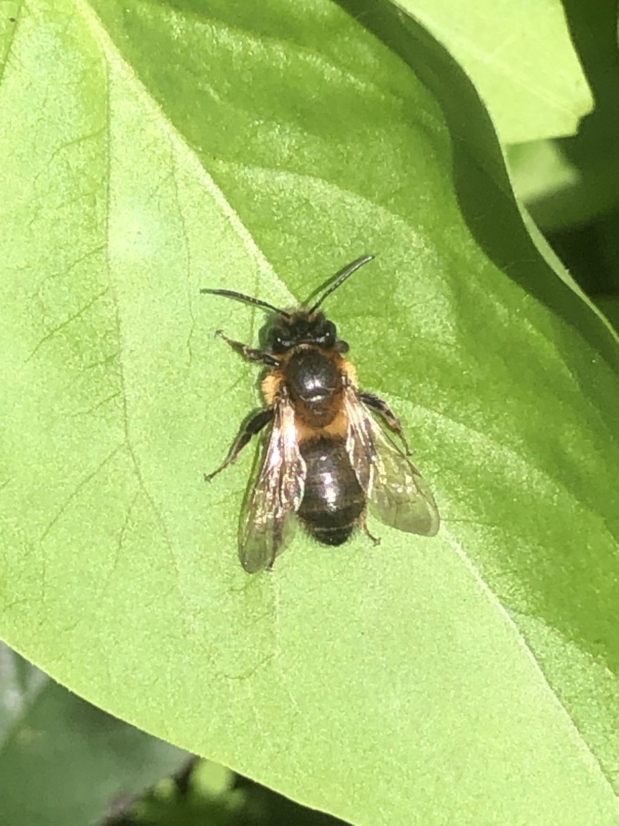 Pollinators basking- speckled wood & Andrena mining bee