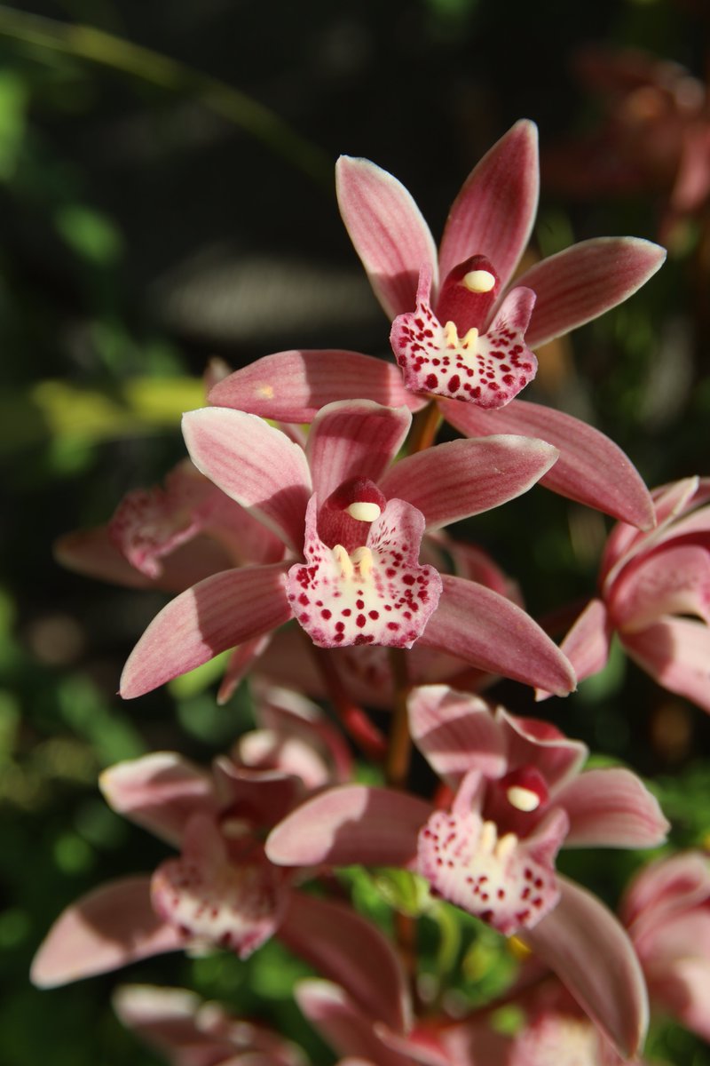 Cymbidium ☺️

#Flower #Orchid