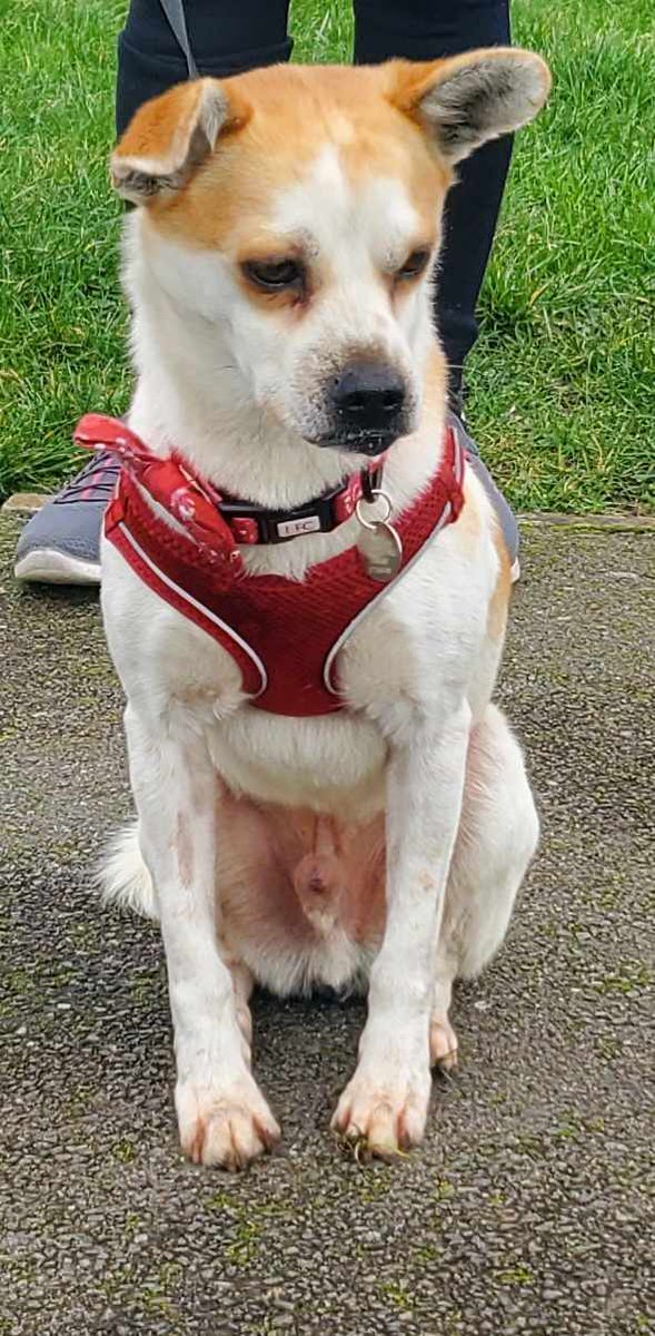 Timmy only wants to be held and be cuddled, and is looking for a forever family who will give him nothing but love and cuddles forever... Timmy is 4 years old, and currently in UK foster. Please ping us for more info.