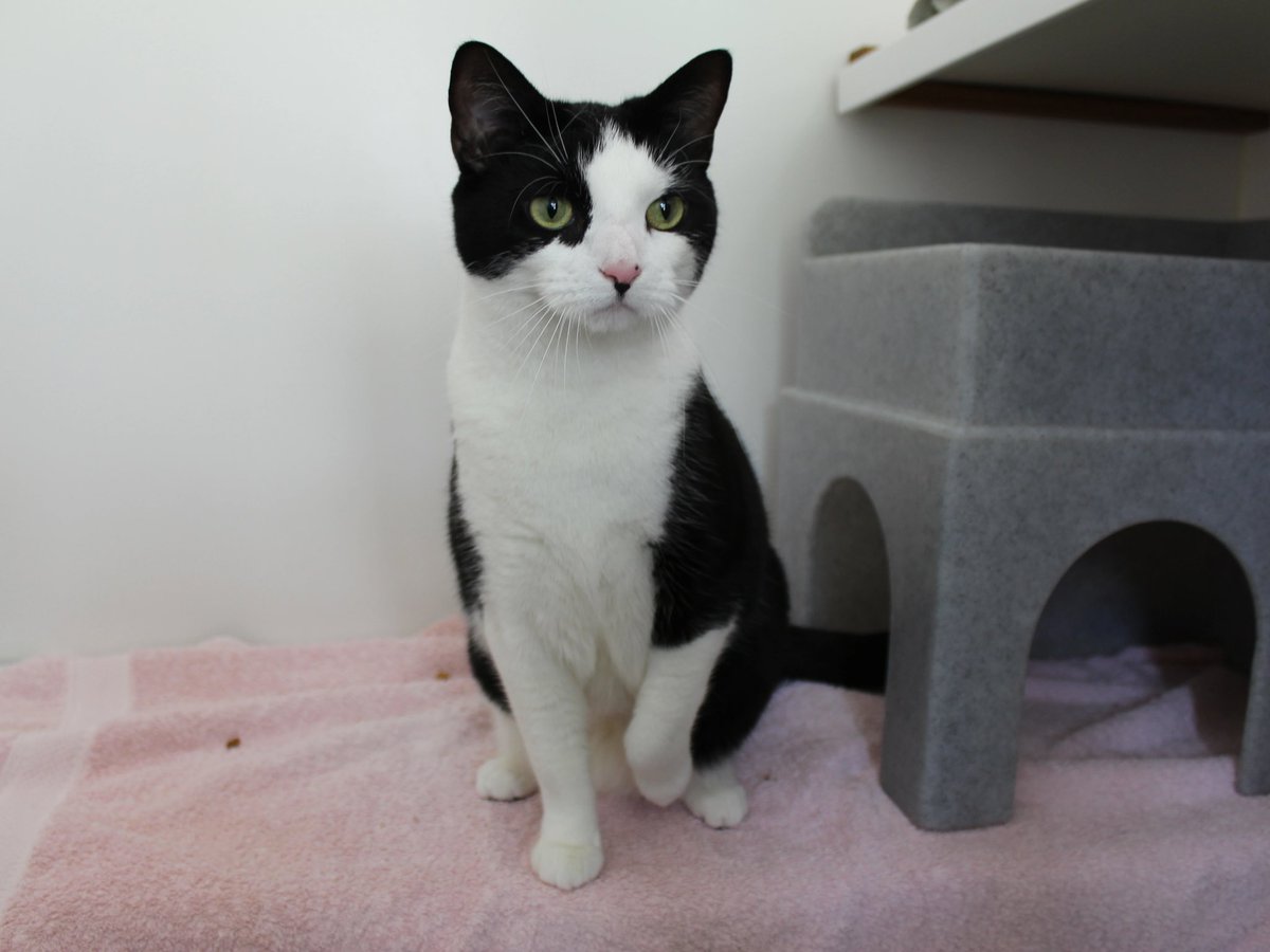 Bella is a very friendly 3-year old girl looking for a quiet home this #Caturday without other animals or young children. She loves to give head bumps and would like someone at home a lot of the time. Could you #adoptdontshop today? #Buckinghamshire