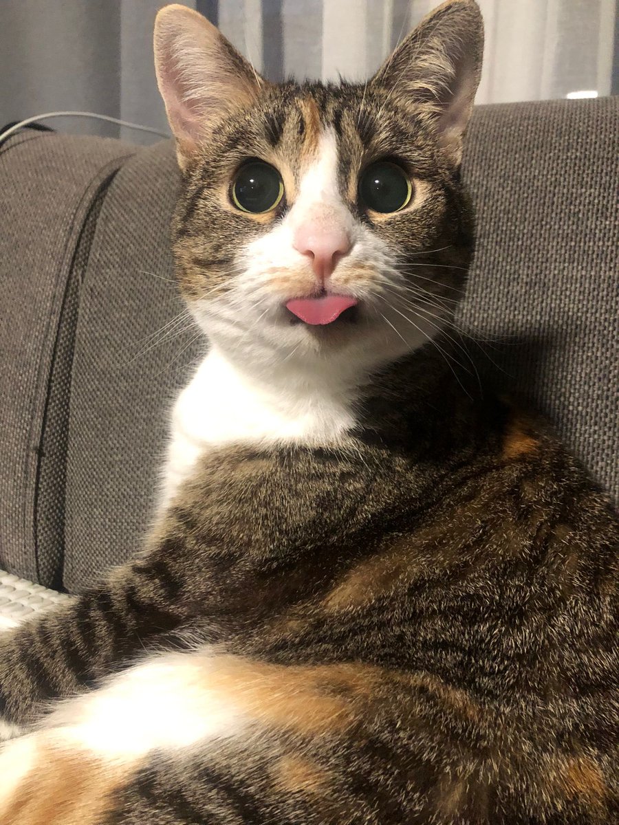 Bıngıl Kaplanı (@pocakedi) on Twitter photo 