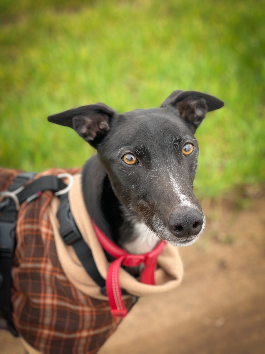 Here's Figgy who was a little worried that he'd lost his ears on his walk. 😮 
Our ever-caring kennel team took him around the field again & you'll be relieved to hear that they were found! 
Now he just needs to find his home! 😁
foreverhoundstrust.org/dog/figgy/ #adoptagreyhoundmonth