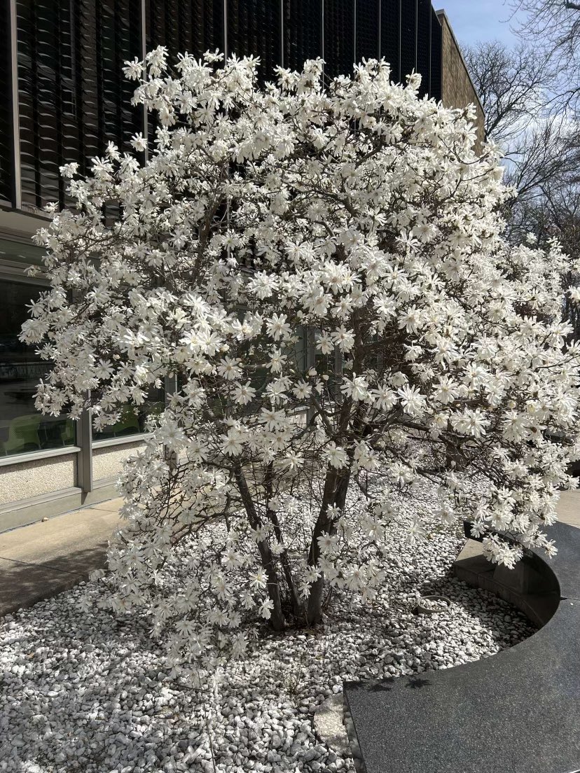 How pretty is the spring?  #beyonce #spring #springflowers  #springtime #springbreak #springfashion #spring2024  #springsummer #springstyle #SpringisHere #springfield #springerspaniel #springiscoming #springday #springer #springrolls #springwedding #springcleaning #springfever