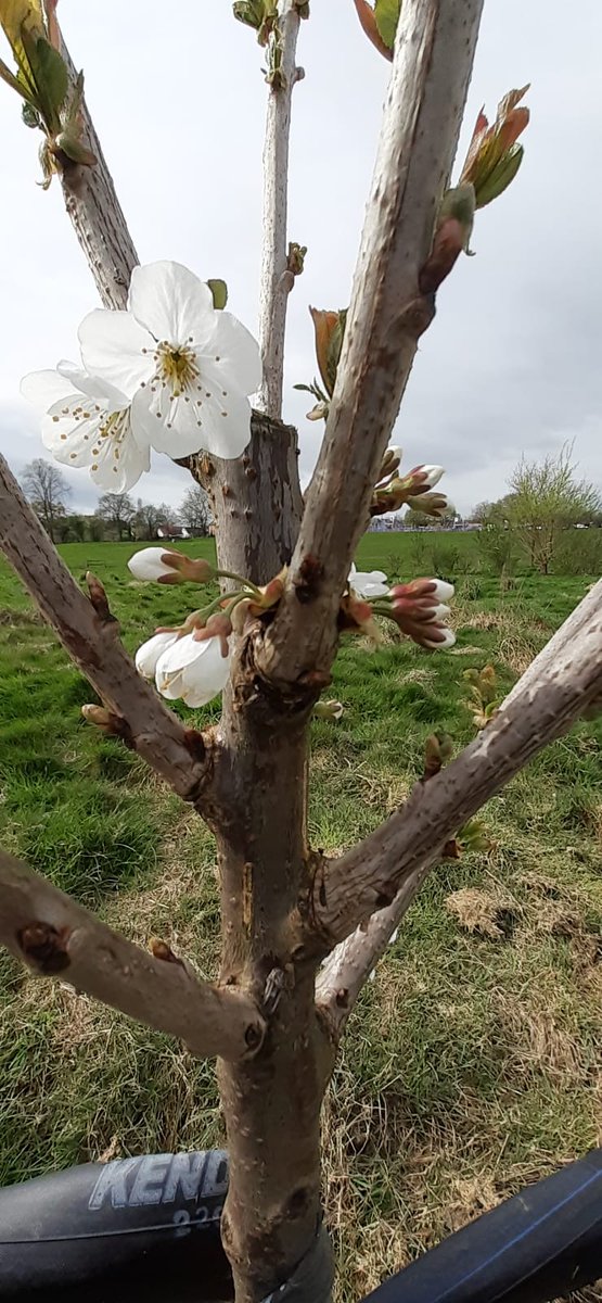 Mulching our new trees at #DaisyFarmPark Orchard earlier today. #GrowTheVillage #DruidsHeath #Maypole #Warstock