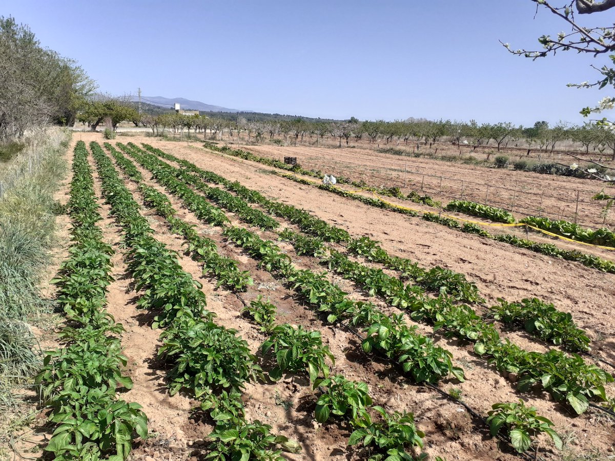 vtemarticent's tweet photo. ☀️☀️☀️☀️☀️👨‍🌾👩‍🌾👨‍🌾👩‍🌾👨‍🌾👩‍🌾👨‍🌾👩‍🌾👨‍🌾
#Vilafames https://t.co/fp4QtCO88N