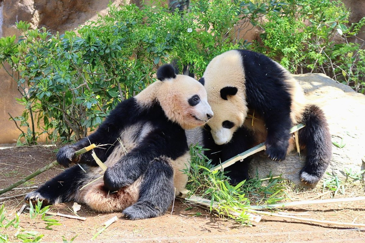 ずーっと仲良し✨
変わらないよ🩷
変わらないね🩵
2024.4.13📷 #上野動物園 #レイレイ #シャオシャオ