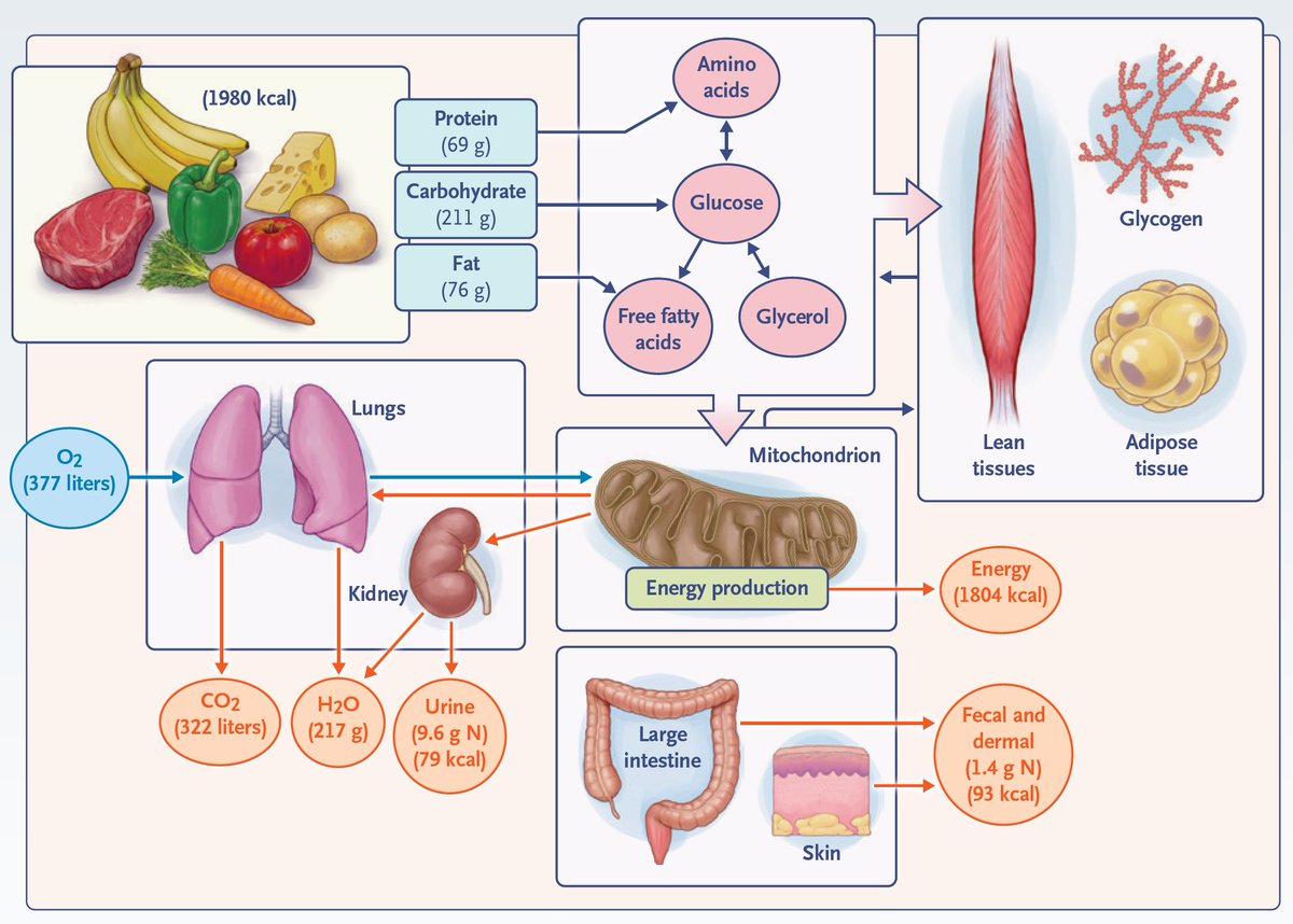 Editorial: Nutrition in Medicine — A New Review Article Series nej.md/4cUyaPh Review Article: Guidance on Energy and Macronutrients across the Life Span nej.md/43V6ypp