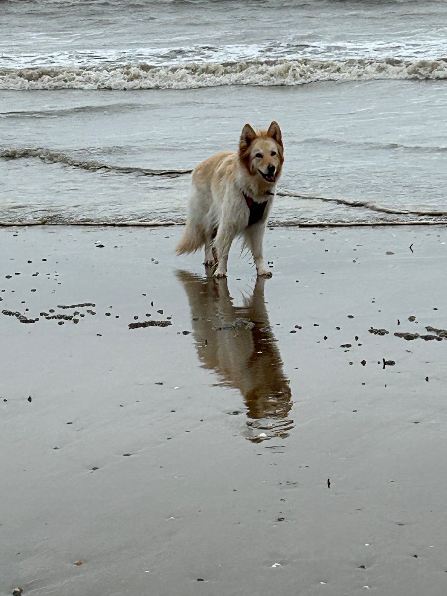 She waits for me. #gsd #sea #sand #dogsoftwitter