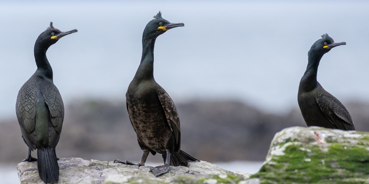 A major partnership study focused on predicting how seabird populations will respond to increasingly extreme seasonal weather conditions is to get underway as our researcher, Professor Jane Reid, has been awarded over £2million in European funding. abdn.io/BW