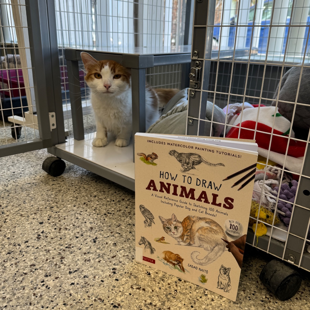 Sally would be the purrfect model! You can find this pretty girl at @cathavenbr. #caturday #catsandbooks #howtodrawanimals #sadaonaito #cathavenbr #ebrpl