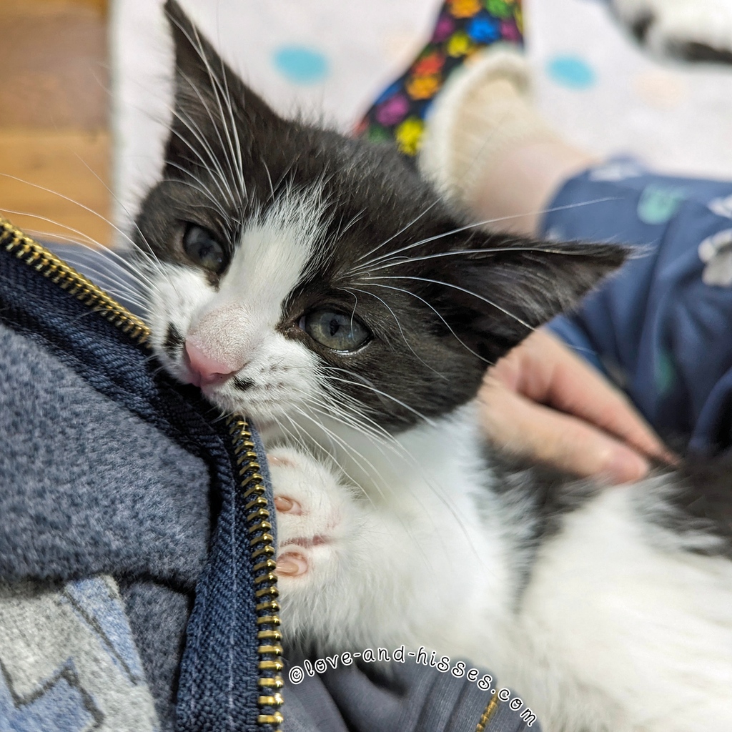 Babka sits in my lap and tests the structural integrity of the zipper on my hoodie. She's got a big career as a quality assurance specialist, that one.