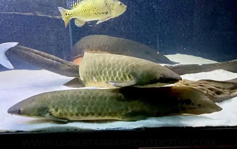 Australian Lungfish / Neoceratodus forsteri
Check it out 👉 shortlink.store/jkdysj6esyrc 

#rarefish #freshwateraquarium #aquariumhobby #aquariumfish #monsterfishkeepers #fishtank #tropicalfish #exoticfish #fish #fishkeeping #aquarium #fishhobby #texasfishkeepers