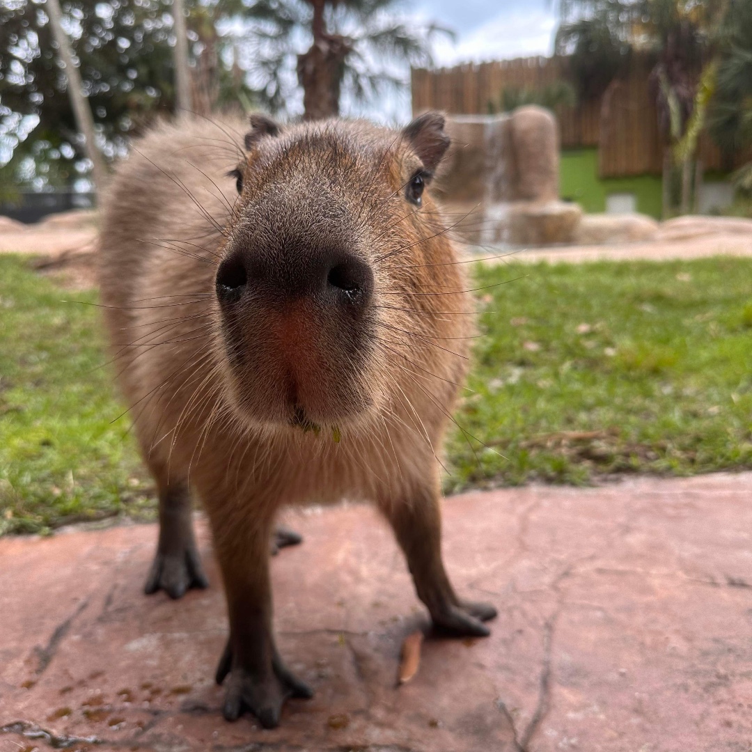 Cappy Saturday! Fun fact of the day: Capybaras can weigh anywhere between 60 and 150 pounds, adult capybaras are twice the size of a North American beavers! 📸