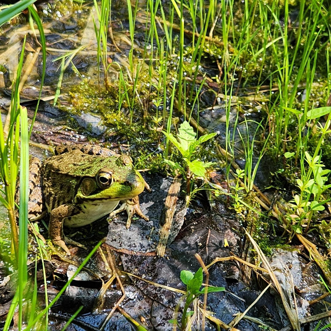 🐸🎶 Spring Alert: The peepers are singing in Ontario! These tiny frogs &amp; toads not only mark the arrival of spring but also play a vital role in our ecosystem.  

Explore our trails at saugeenconservation.ca/trails &amp; you might just hear their chorus. 

#FrogMusic