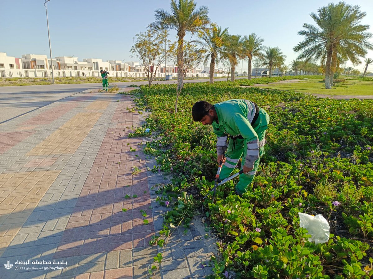 albaydamun's tweet photo. #بلدية_محافظة_البيضاء تواصل اعمال الصيانة في التحسين والتجميل بالمسطحات الخضراء وتنفيذ بعض الإضافات الزراعية من الأشجار والشجيرات. https://t.co/3Aduxc0Ld3