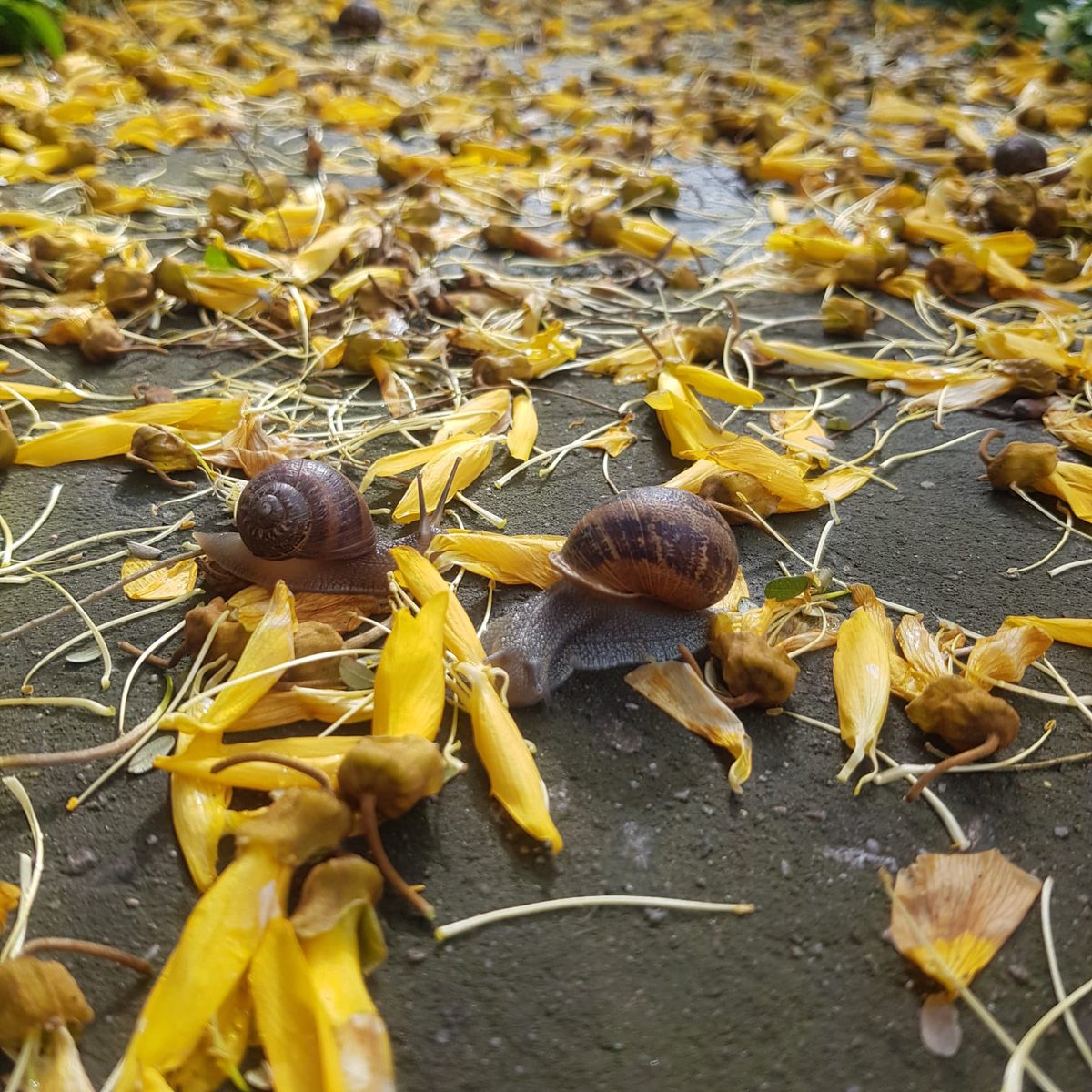 What’s happening in the garden…
Garden snails eating Sophora tetraptera blossom.
Photographed by our gardener Cath.

#SLBI #gardensnails #sophoratetraptera #botanicgarden #citygarden #urbangarden #ecology #biodiversity #tulsehill #southlondon