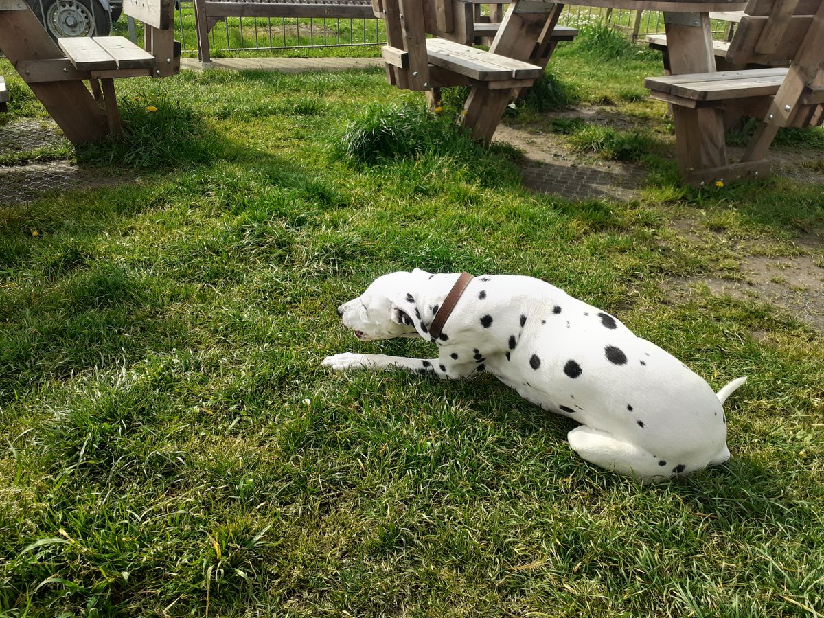 A bit of a relax in the sun before opening up time…see you at the bar! #sunnymorning #riverside #cuppa #dogslife #yourlocal