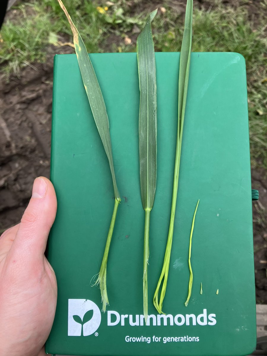 Spearhead winter wheat 7-10 days away from its T1 fungicide <a href="/DrummondsAgri/">Drummonds</a>