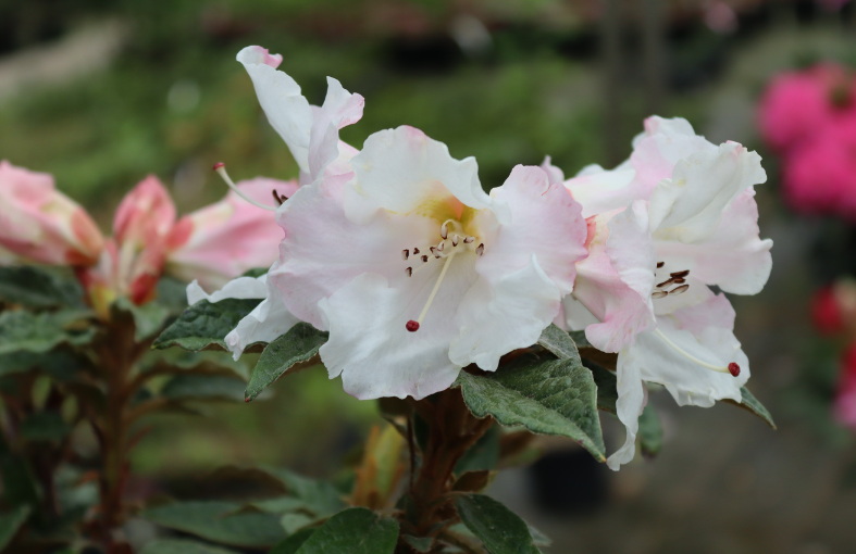Fleurolex's tweet photo. Rhododendron edgeworthii X 'Logan Surprise', very fragrant ! https://t.co/H8GPJzrCzu