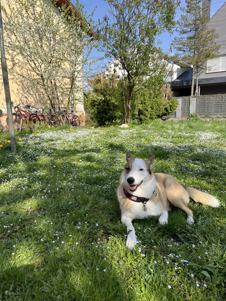 This year, spring is so warm and blooming! Dzyga enjoys it a lot 🌸 What will make her more happy? Your donations to support ongoing fundraisers! ✅ 70% raised for UAV unit - dzygaspaw.com/wings-for-hero… ✅ 23% raised for demining crews - dzygaspaw.com/mine-probes-fo…