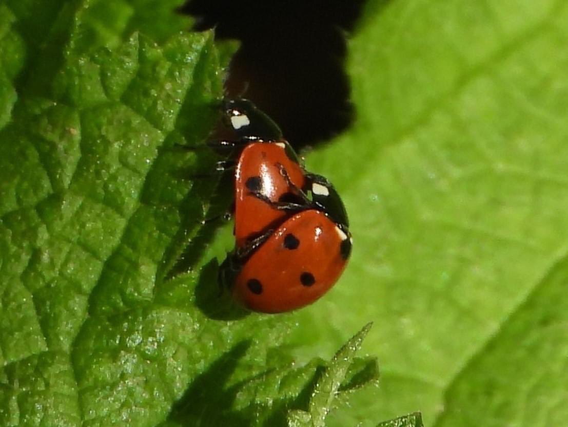 Some close up captures with my nikon coolpix p1000 camera.