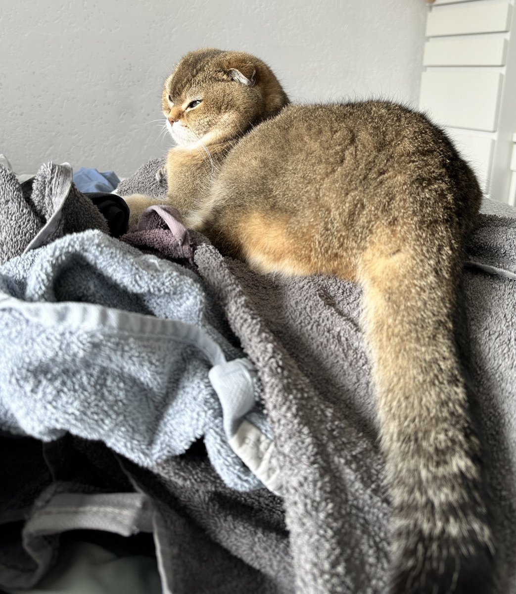 I need more towels! 🥰🐾