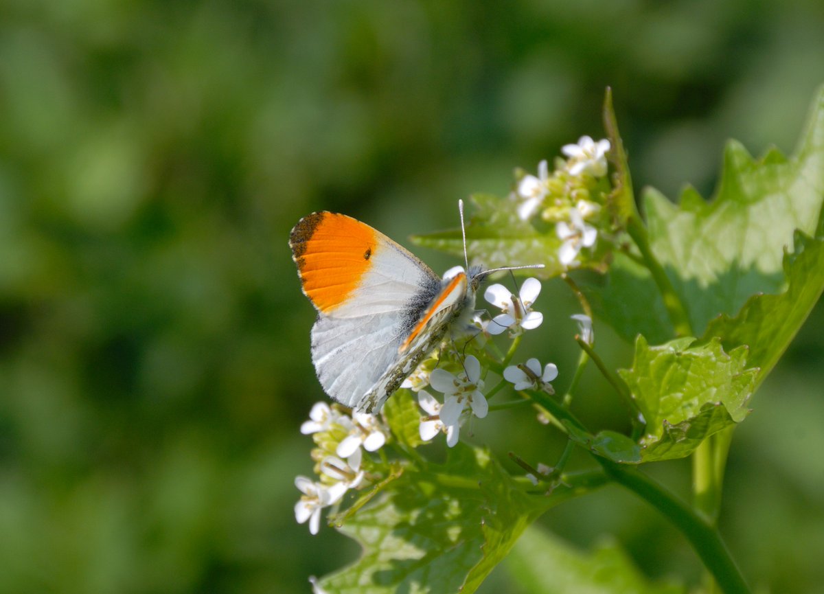 Recorded my first Orange-tips of 2024 in SU5682 - a @UpperThamesBC 2km square with none recorded in 2020-23 (lacking spring visits in these years). Lots more spring gaps to fill in 2024 (see Hairstreak Spring issue 121, page 26). Please visit these gaps and add records!