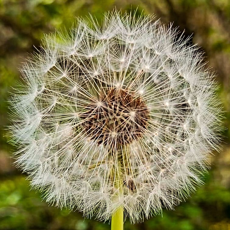 “Chiudi gli occhi, esprimi un desiderio e soffia!”. 💓 [📷 mia]