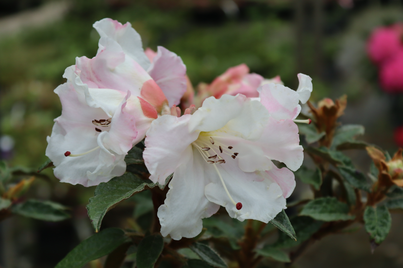 Fleurolex's tweet photo. Rhododendron edgeworthii X 'Logan Surprise', very fragrant ! https://t.co/H8GPJzrCzu