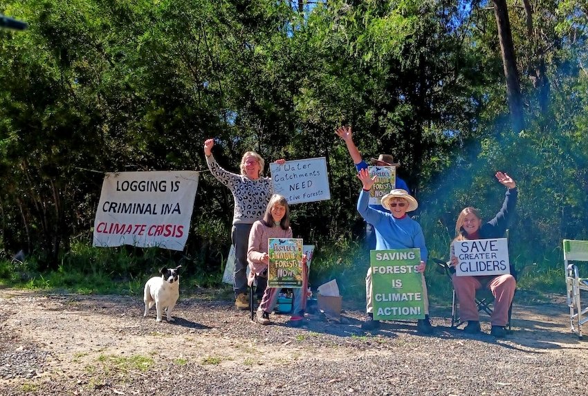 In Clouds Creek SF, 36 greater gliders + 5 den trees identified at risk from FCNSW destructive logging.
Sad to see #StyxRiver &amp; #SheasNob glider habitats falling. #WorthMoreStanding #SaveCloudsCreek