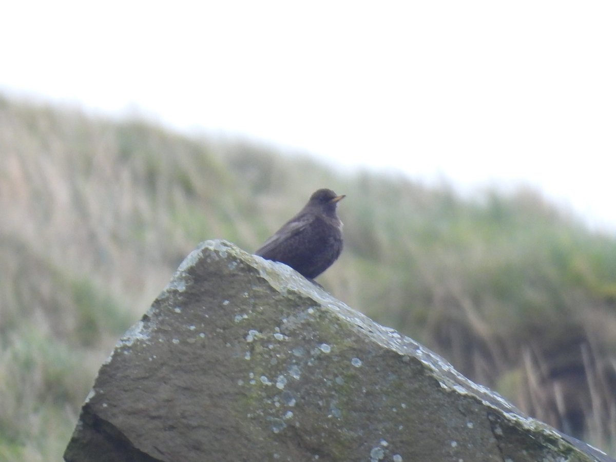 L8WFC81's tweet photo. Cracking morning, ended up with 15 Ring  Ouzel in total at Red Brook near Holcombe Moor. https://t.co/JIiI0gdpRA
