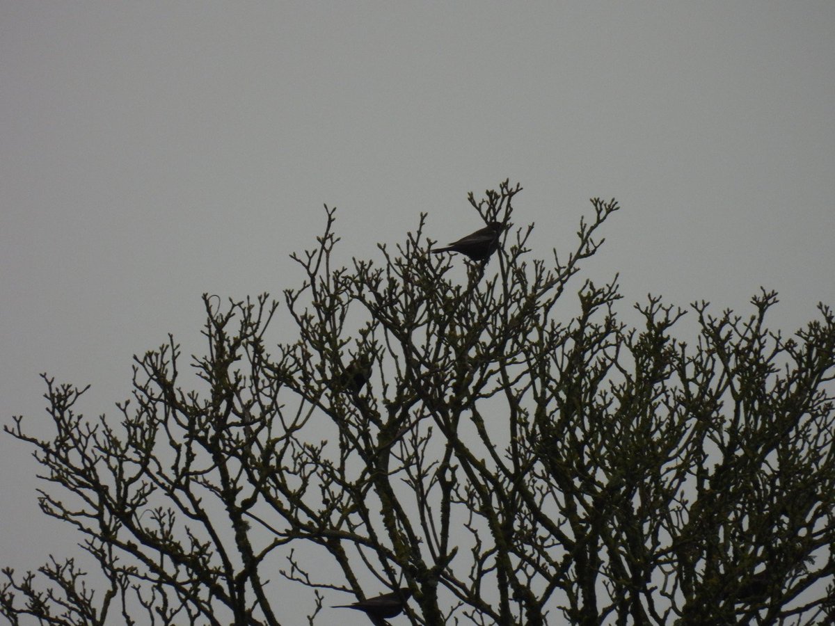 L8WFC81's tweet photo. Cracking morning, ended up with 15 Ring  Ouzel in total at Red Brook near Holcombe Moor. https://t.co/JIiI0gdpRA