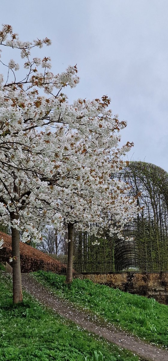 SandyFlossy7's tweet image. Fantastic visit @AlnwickGarden to see the gorgeous cherry blossom before the weather starts to turn windy.