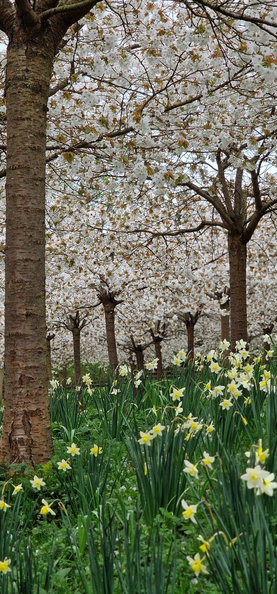 SandyFlossy7's tweet image. Fantastic visit @AlnwickGarden to see the gorgeous cherry blossom before the weather starts to turn windy.
