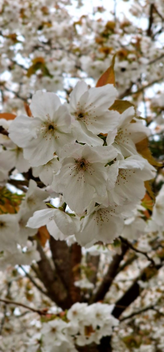 SandyFlossy7's tweet image. Fantastic visit @AlnwickGarden to see the gorgeous cherry blossom before the weather starts to turn windy.