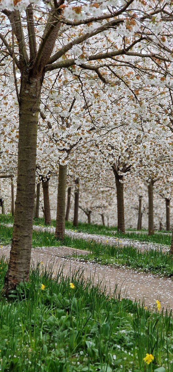 SandyFlossy7's tweet image. Fantastic visit @AlnwickGarden to see the gorgeous cherry blossom before the weather starts to turn windy.