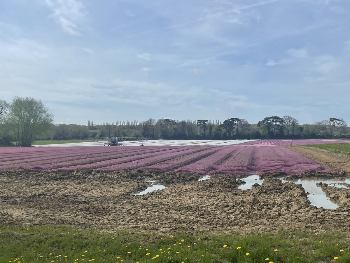 Acres and acres of lettuce growing in Kent ready for our supermarkets - buy BRITISH PRODUCE!