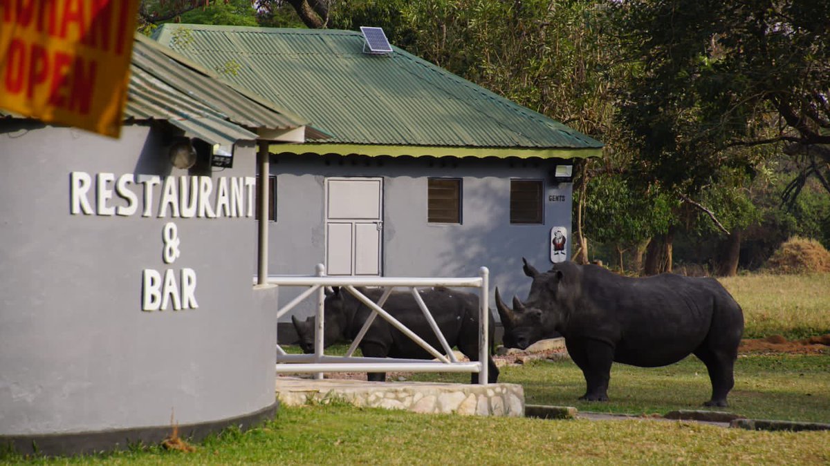 Rada Safaris (@radasafaris1) on Twitter photo Ready to explore the Pearl of Africa?
DM us for a quick response and start planning your dream safari!
Shoot us an email at info@radasafaris.com
Whatsapp us for the fastest reply: +256782653942
#exploreuganda Ready to explore the Pearl of Africa?
DM us for a quick response and start planning your dream safari!
Shoot us an email at info@radasafaris.com
Whatsapp us for the fastest reply: +256782653942
#exploreuganda