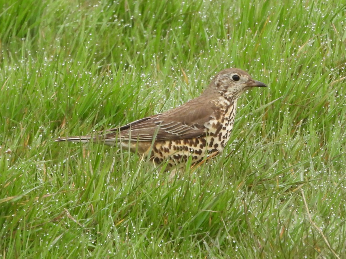#GlosBirds It was nice to get a close encounter with a Song Thrush and Mistle Thrush by Frampton church this morning